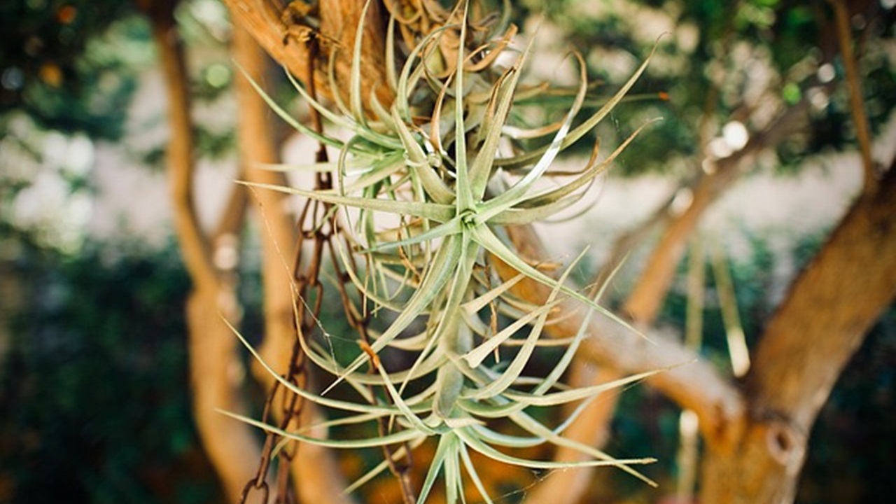 tillandsia