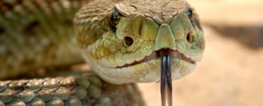 serpenti velenosi