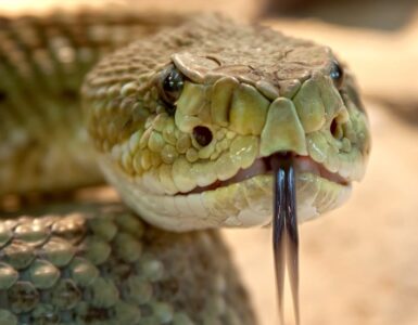 serpenti velenosi