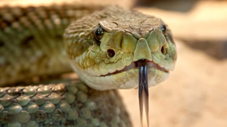 serpenti velenosi