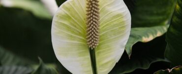 fiore bianco