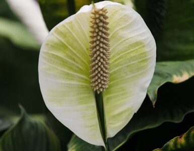 fiore bianco