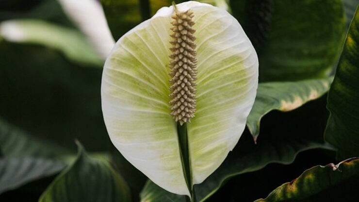 fiore bianco