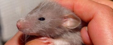 topo ratto cucciolo