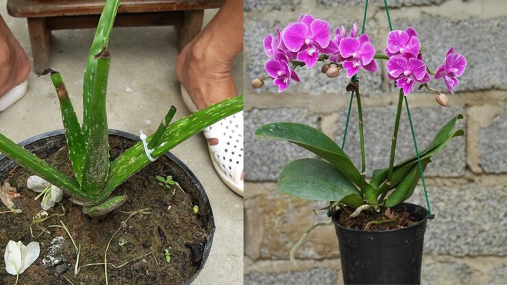 Con un'altra pianta la tua orchidea sarà piena di boccioli! Ti svelo come  fare