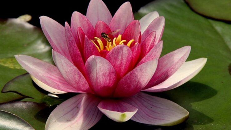 fiore acquatico