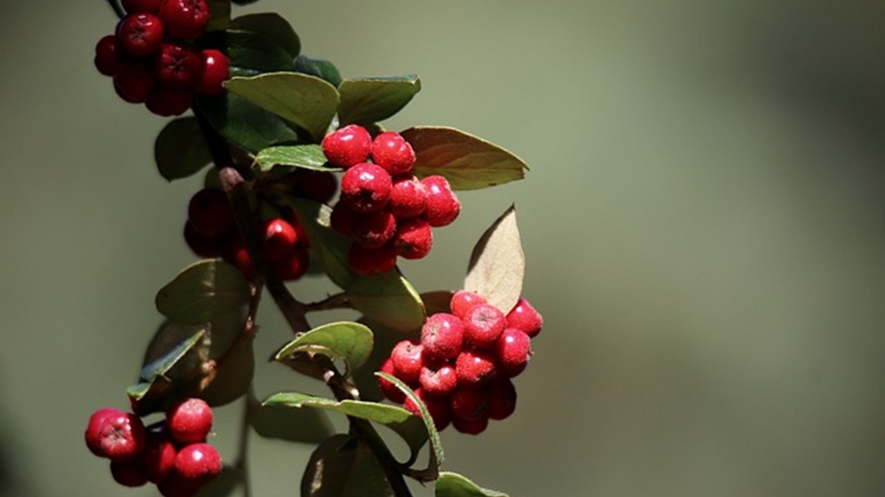 cotoneaster