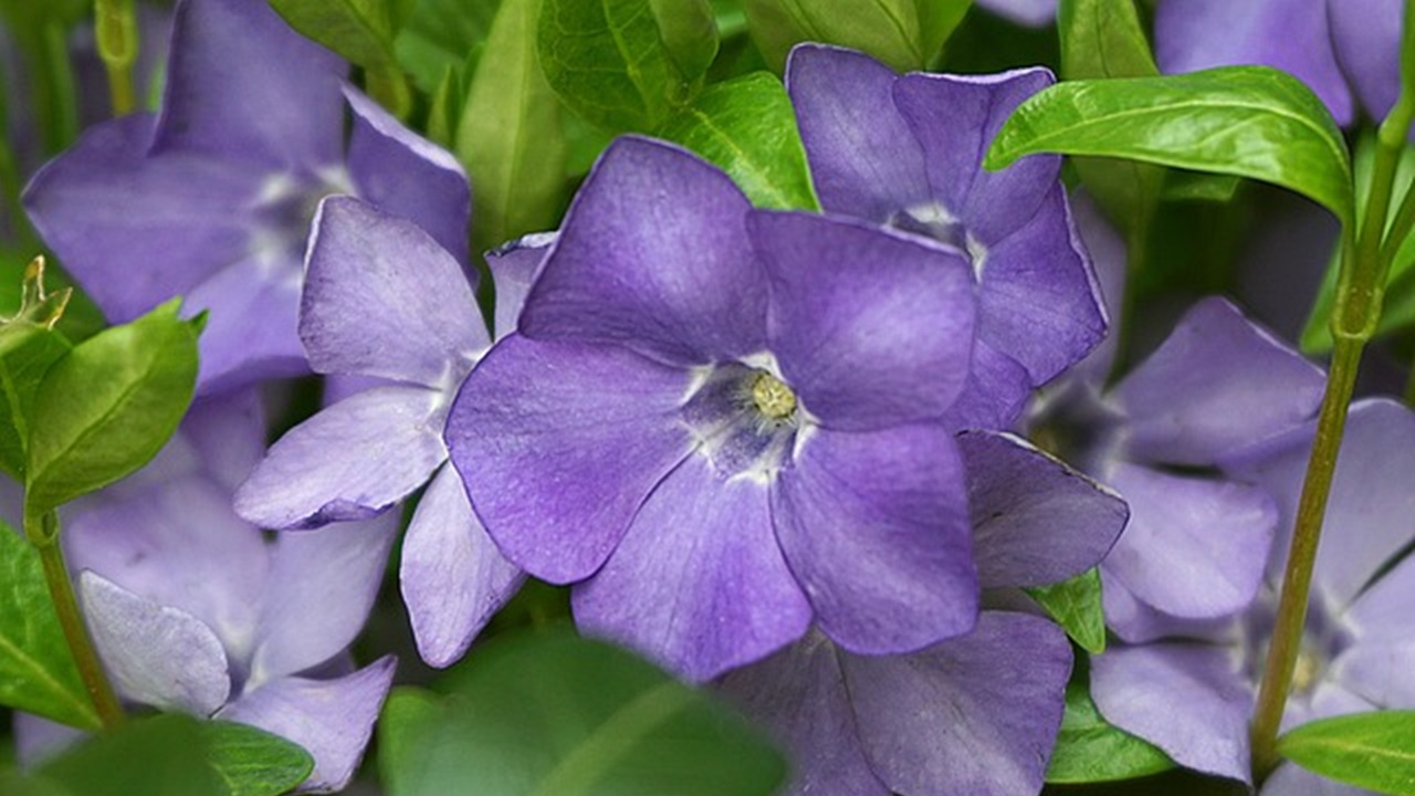 pervinca