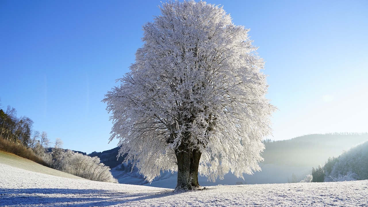 inverno albero