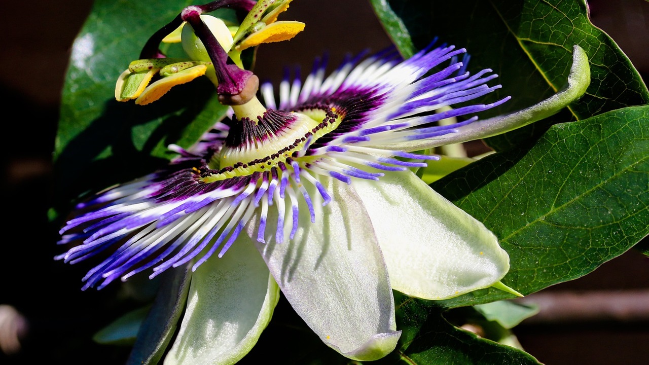 passiflora