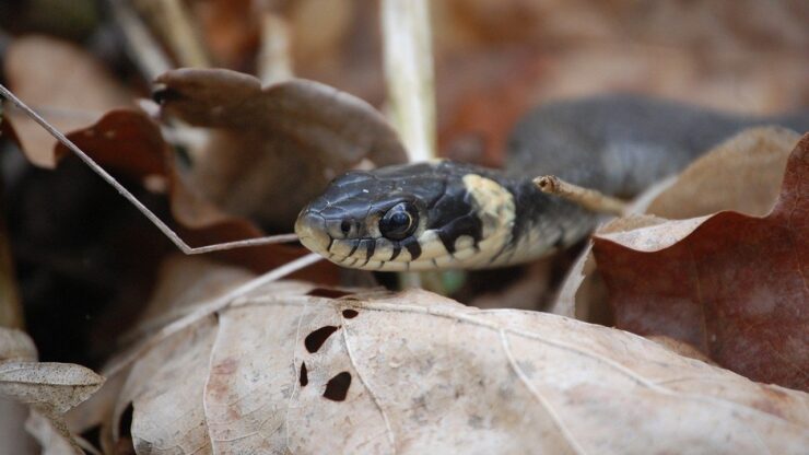 serpenti muta