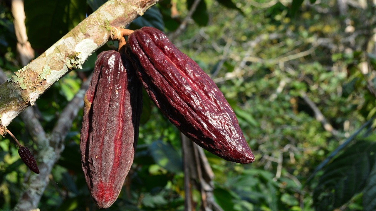 cacao pianta