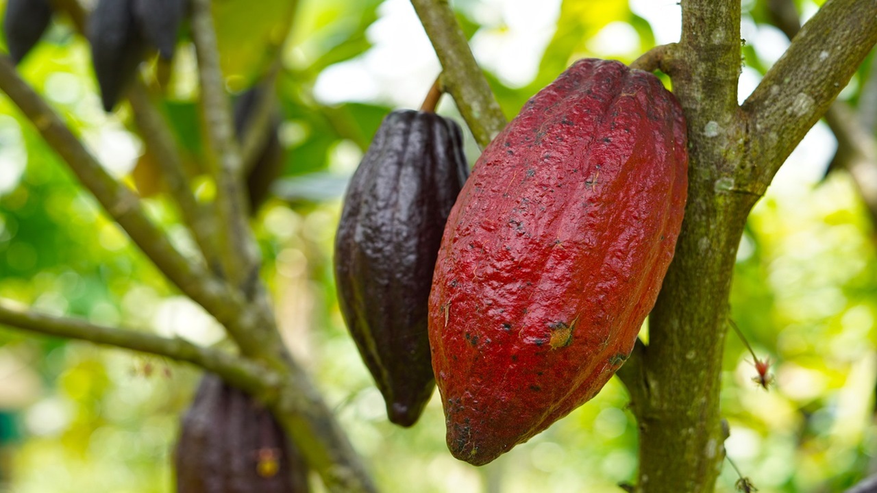 cacao