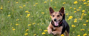 cane scappa