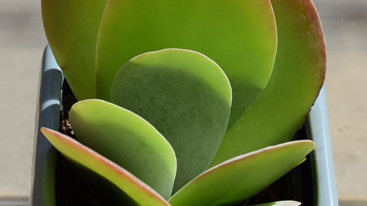 crassula ovata 3