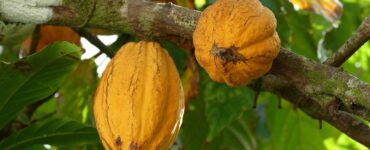gusci cacao