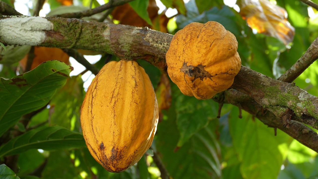 gusci cacao