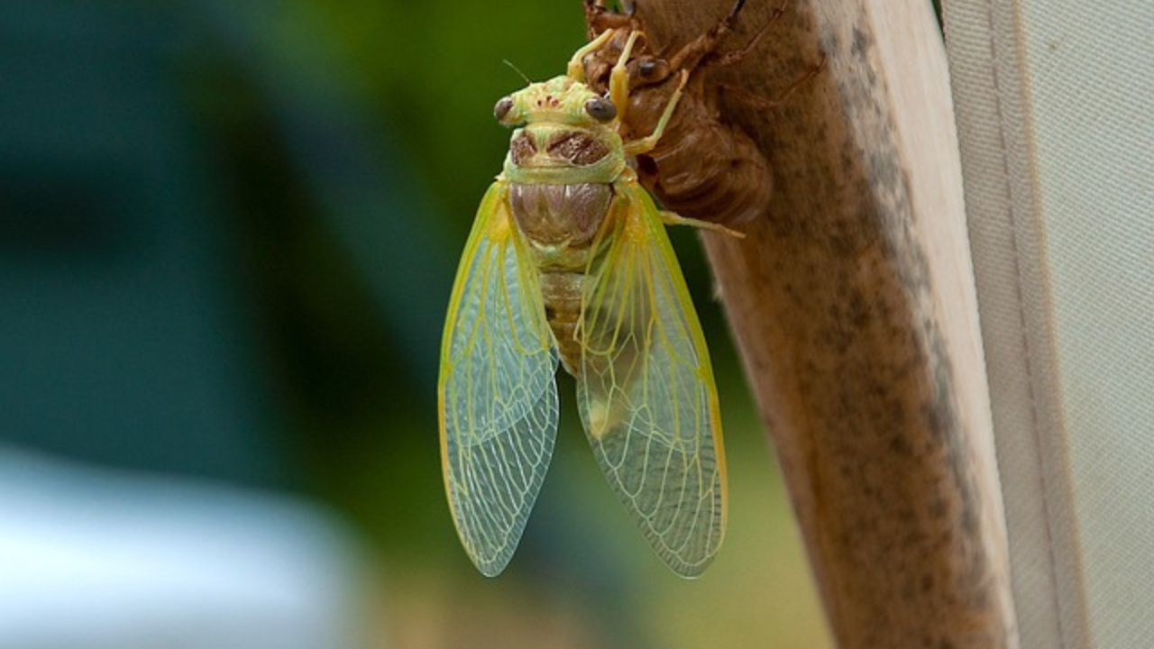 milioni di cicale 3