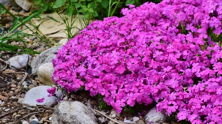 phlox