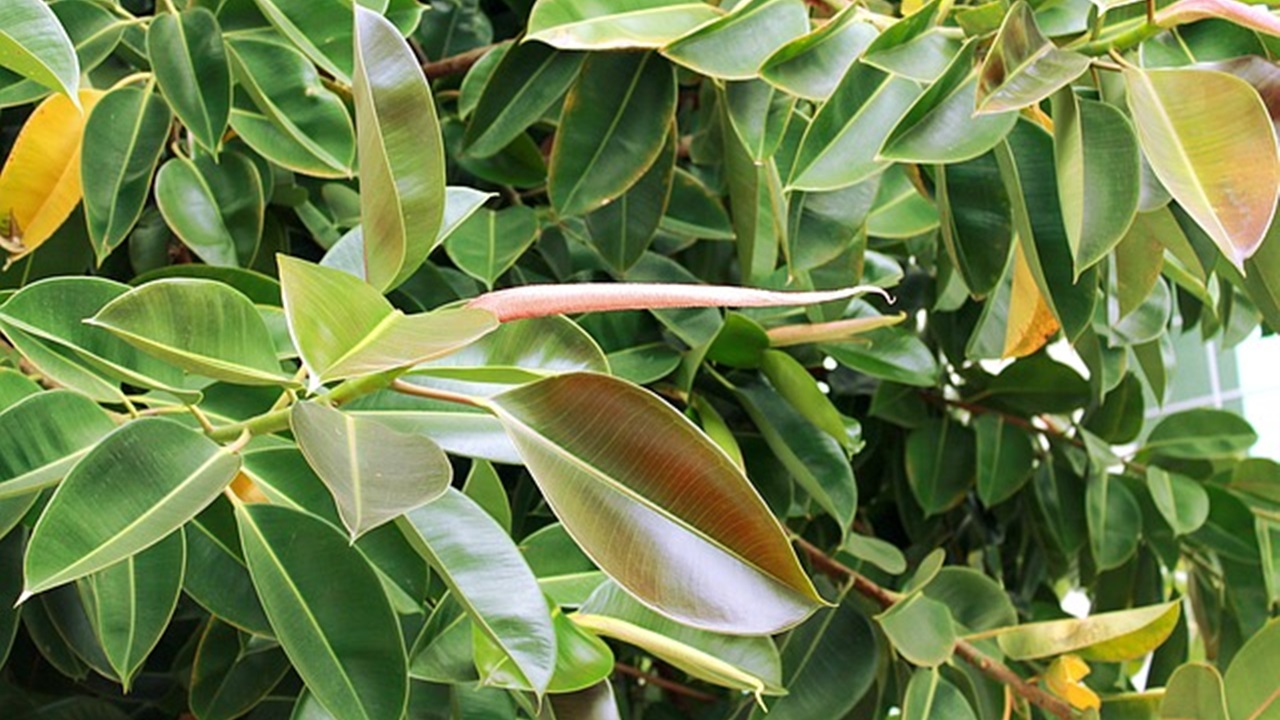 ficus elastica