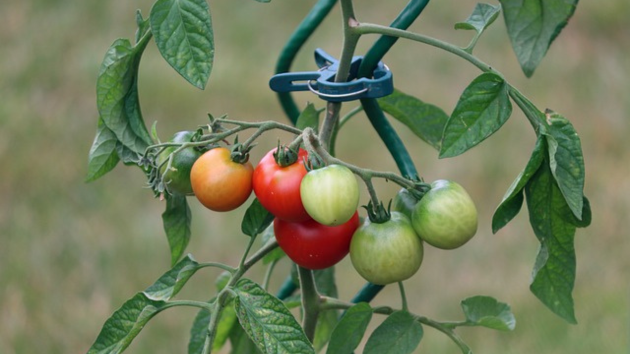 potare il pomodoro2