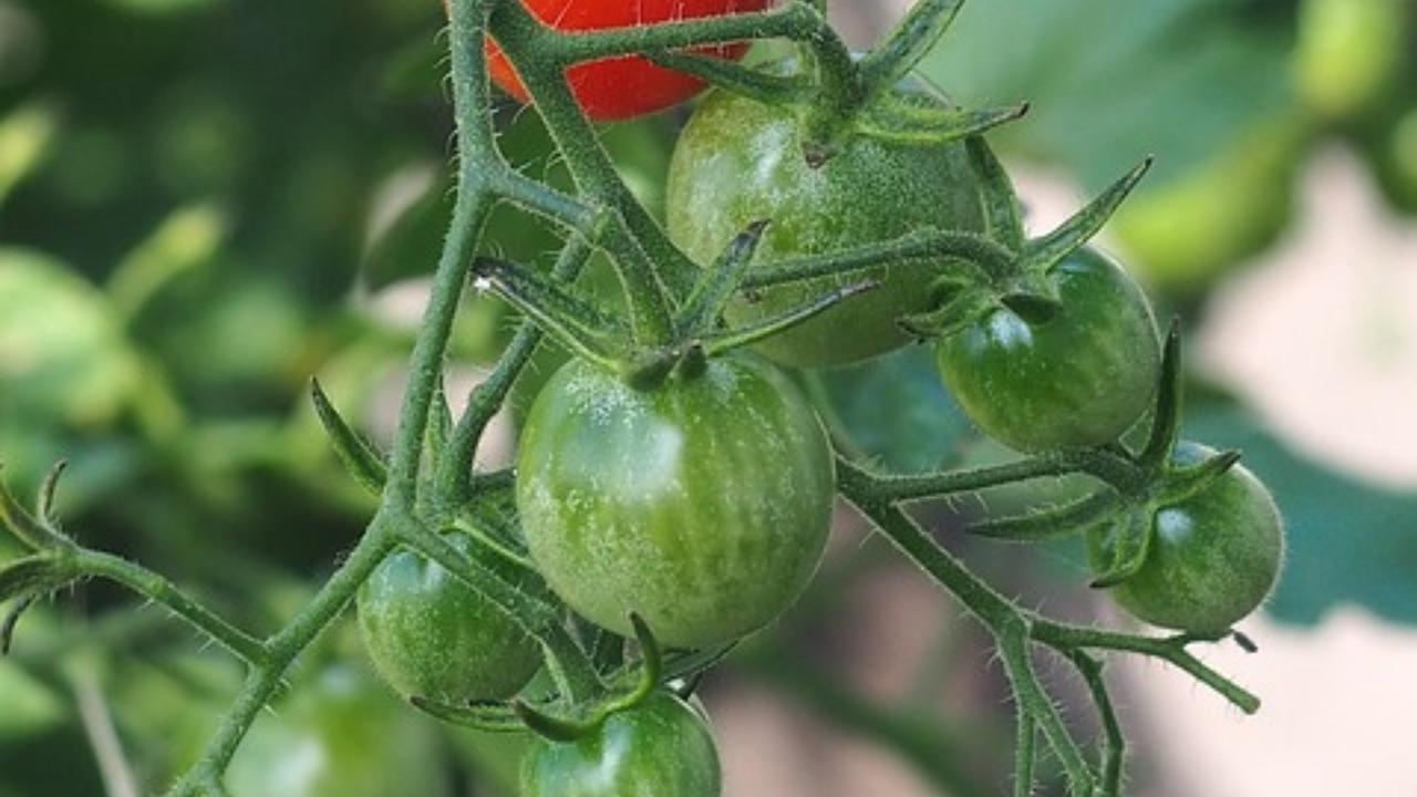 potare il pomodoro3