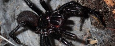 ragno velenoso atrax robustus