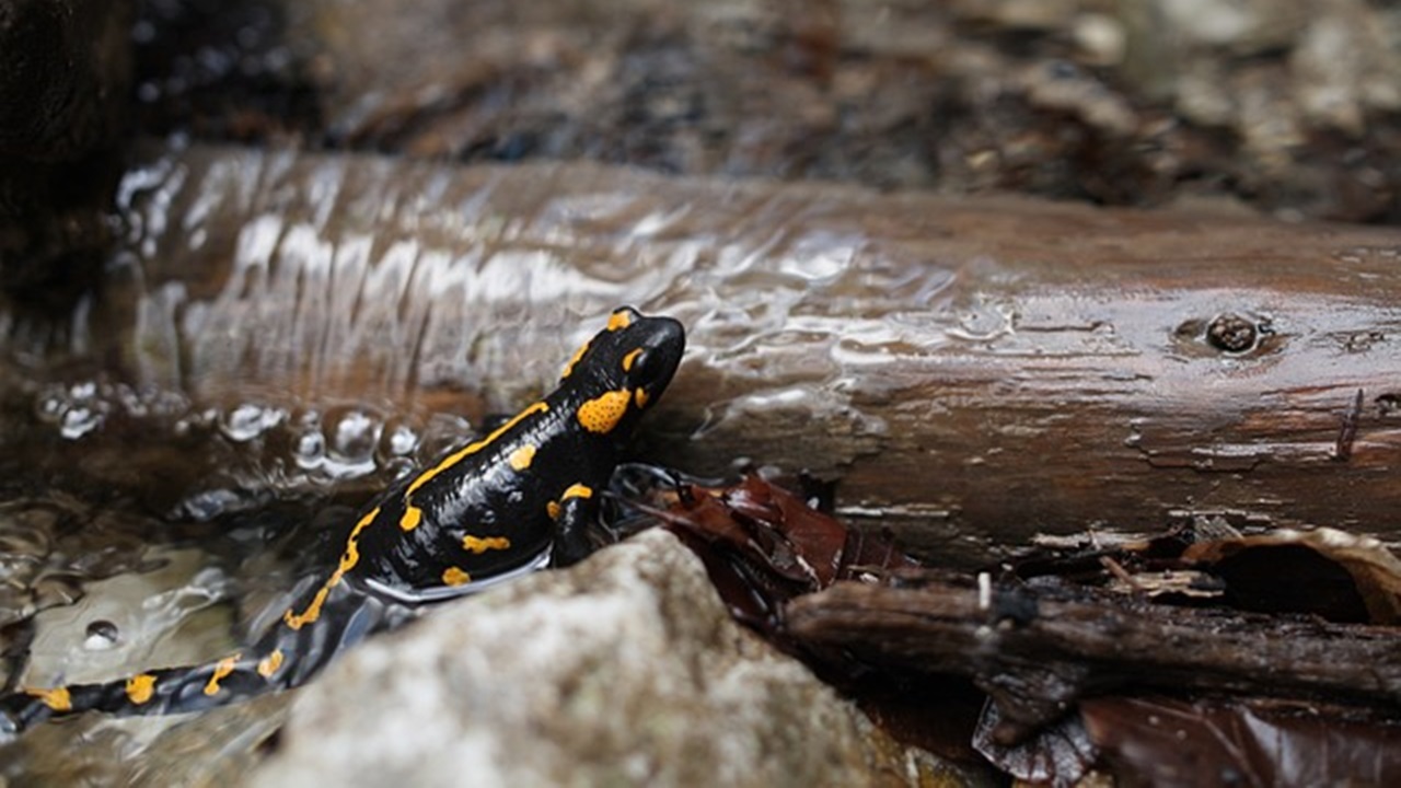 salamandra pezzata