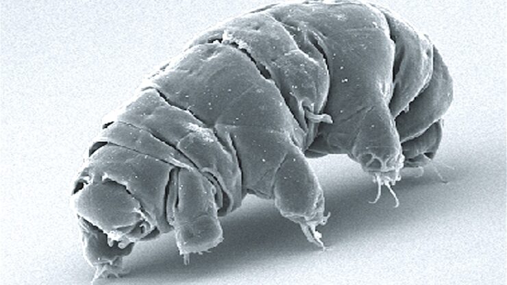 tardigrado