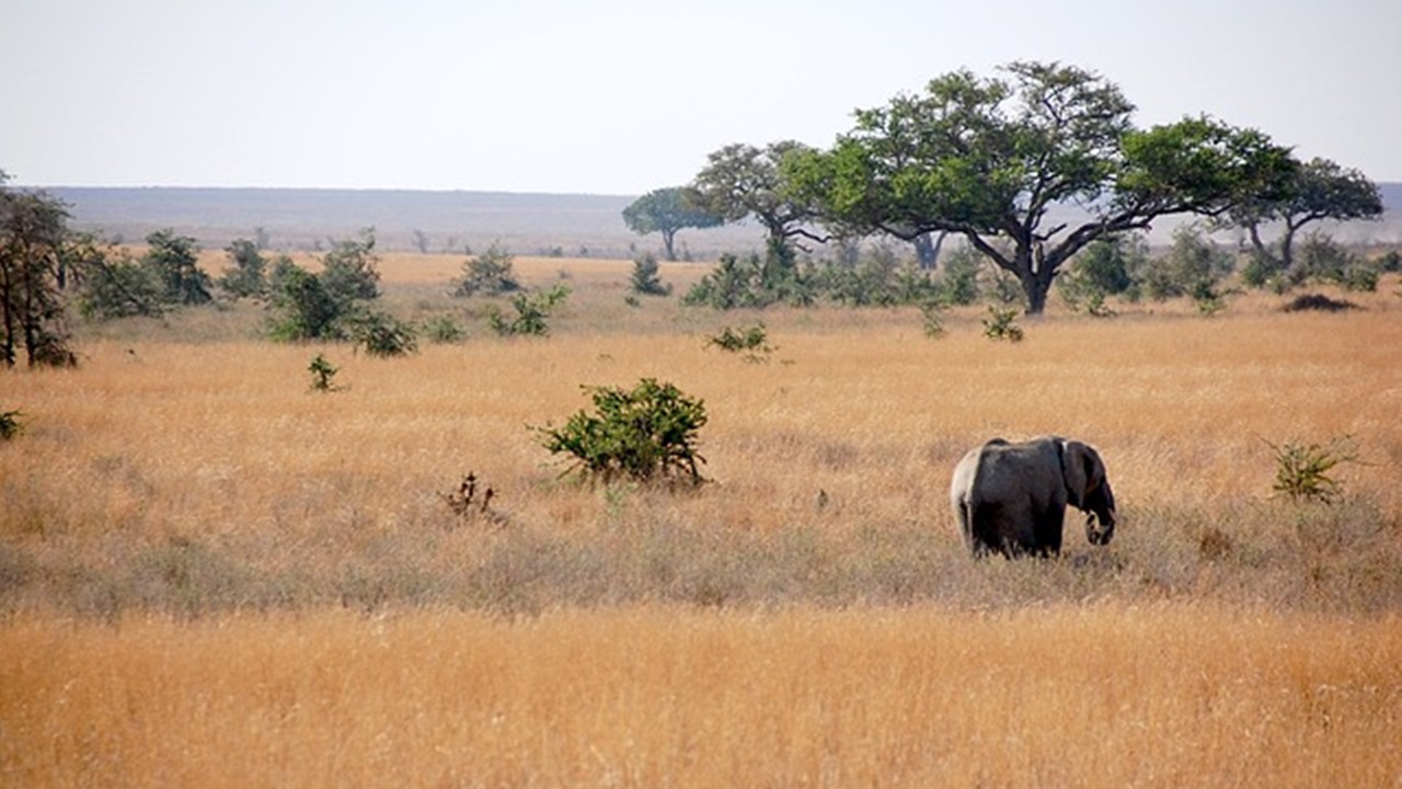 foreste della Tanzania