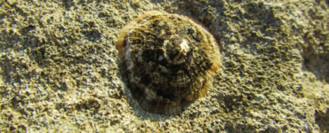 patella ferruginea 1