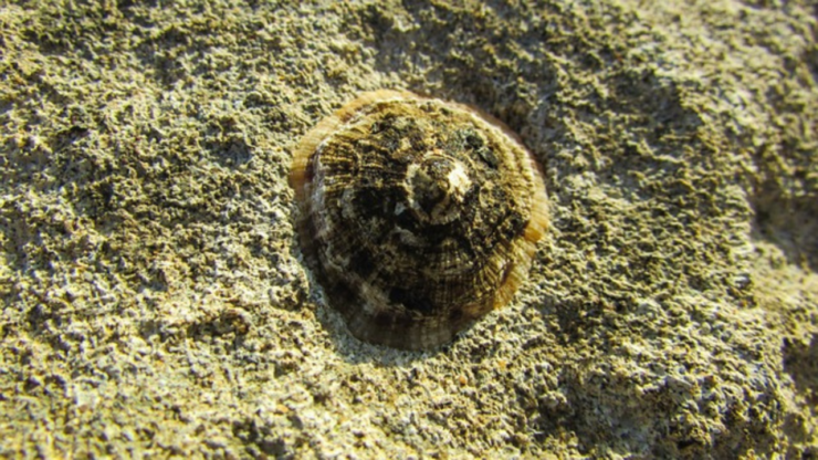 patella ferruginea 1