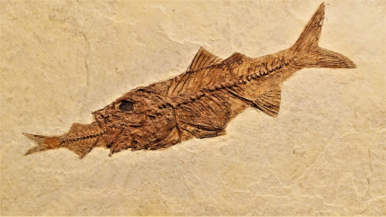 pesce fossile