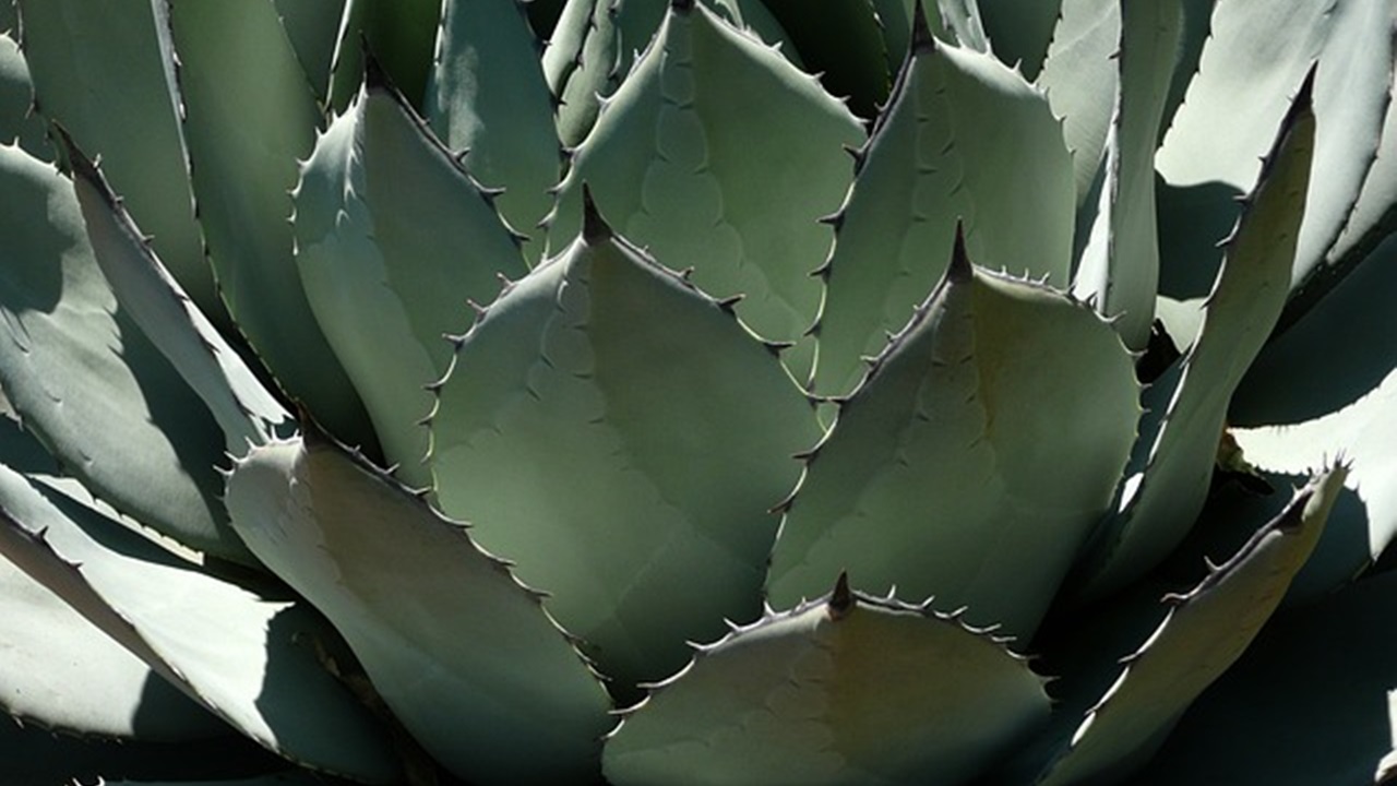 agave