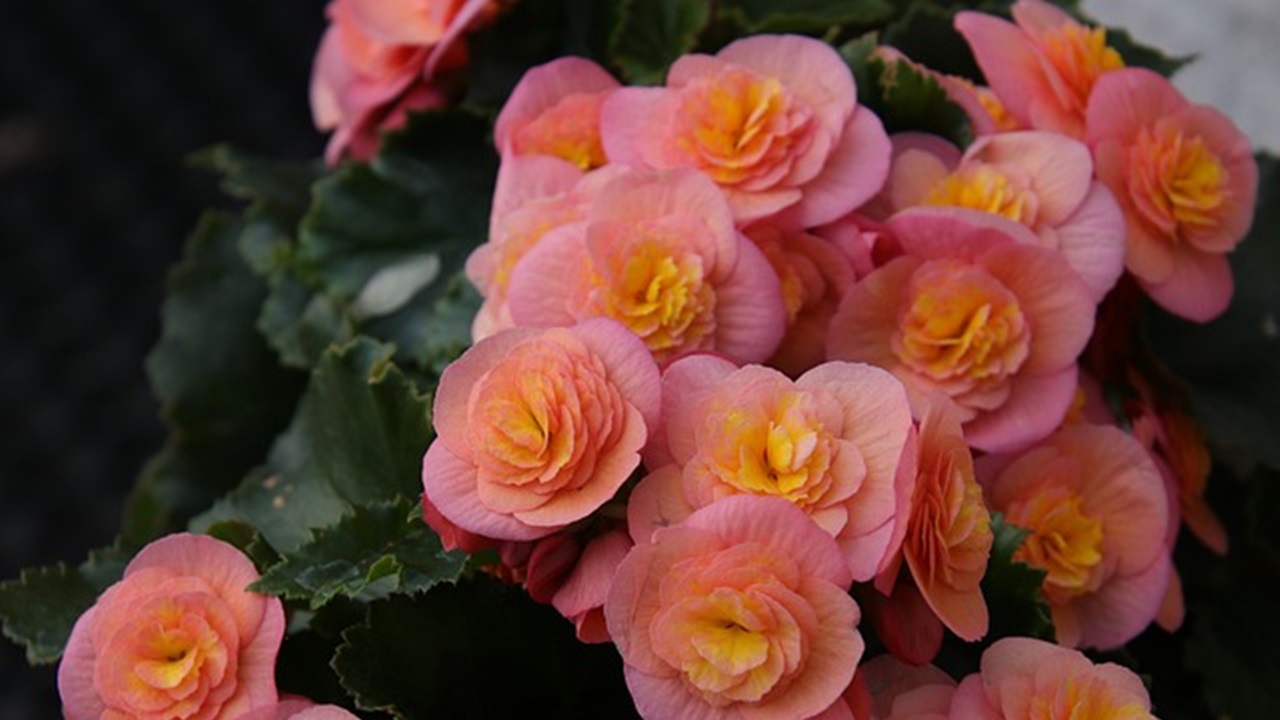 begonia