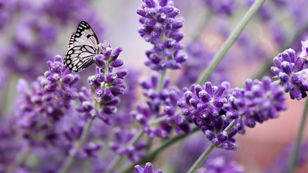 lavanda