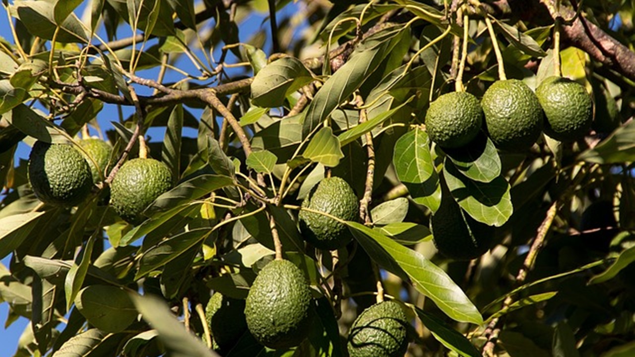 albero di avocado
