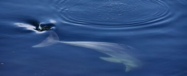 delfino preistorico