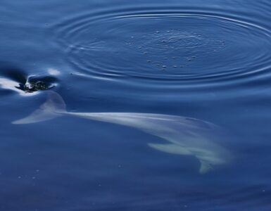 delfino preistorico
