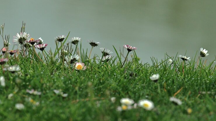 fiori commestibili pratoline