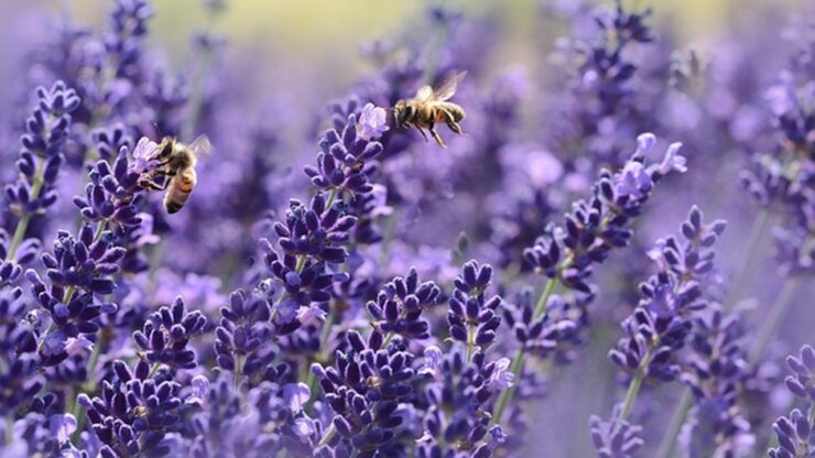 lavanda