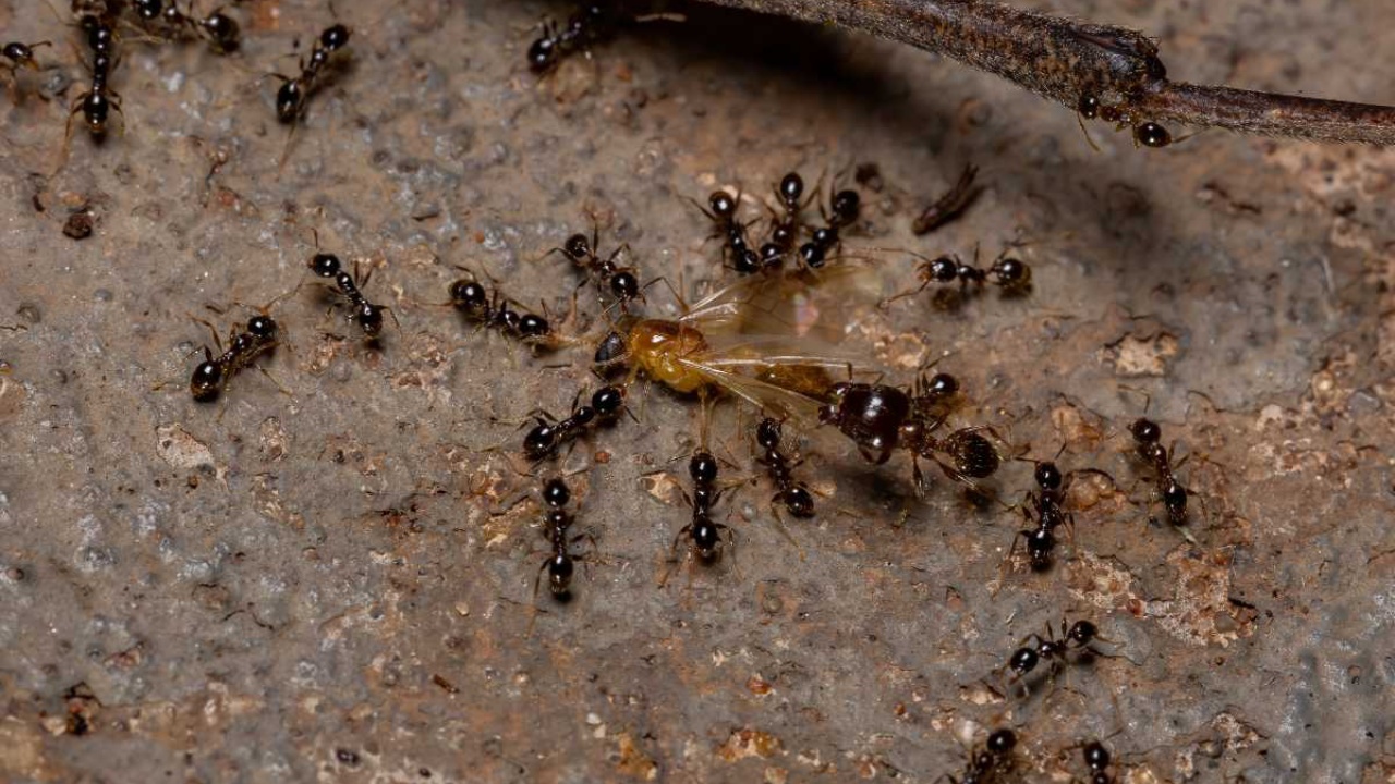 invasione formiche