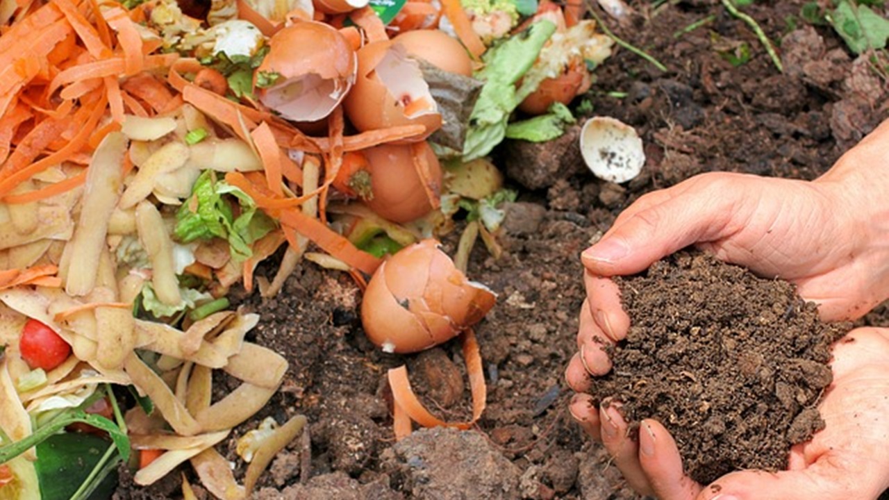 compost organico