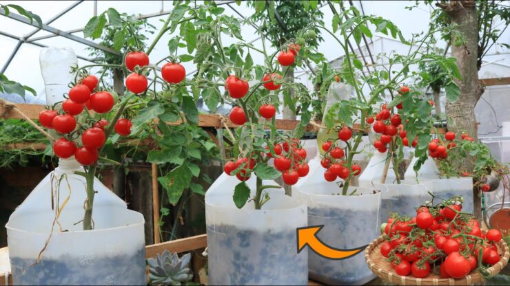 pomodori balcone