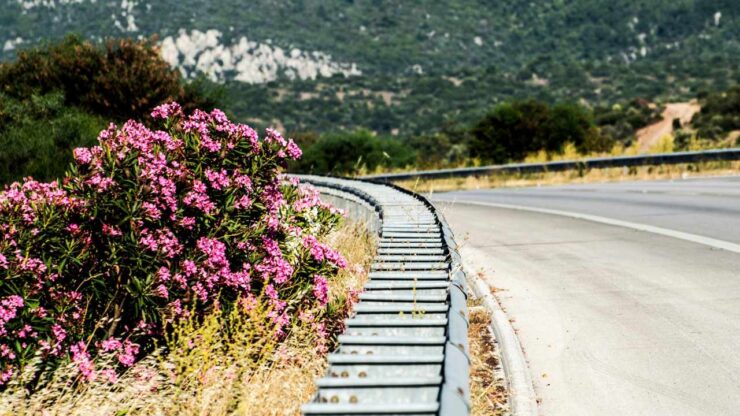 autostrada oleandri