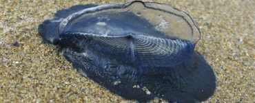 blu velella