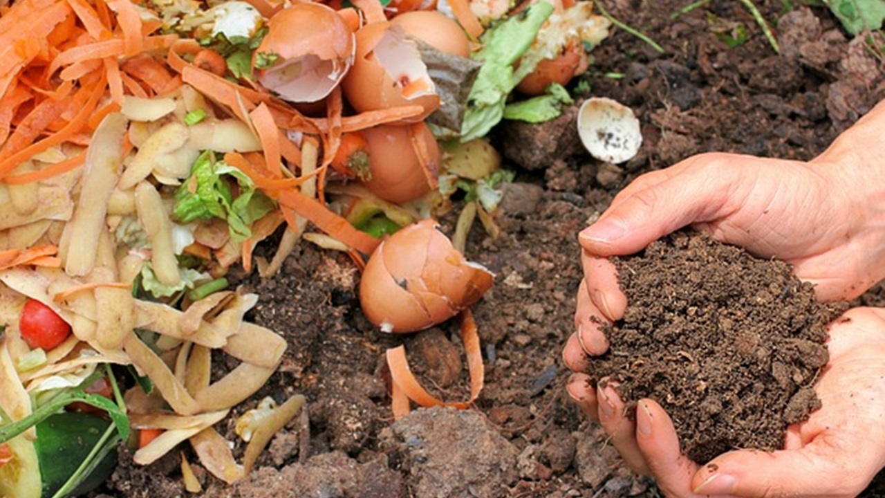 compost organico