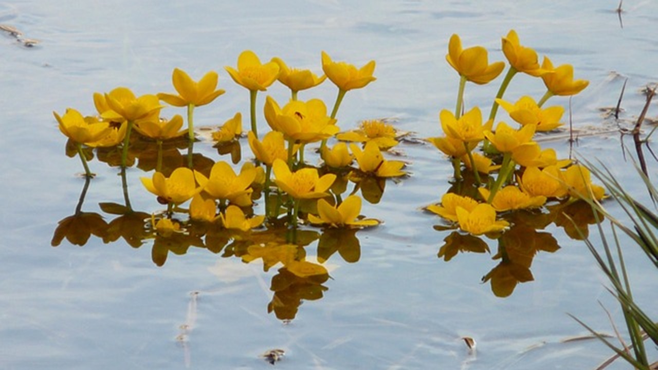 calendula acquatica