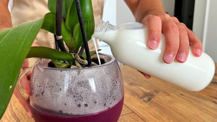latte orchidee