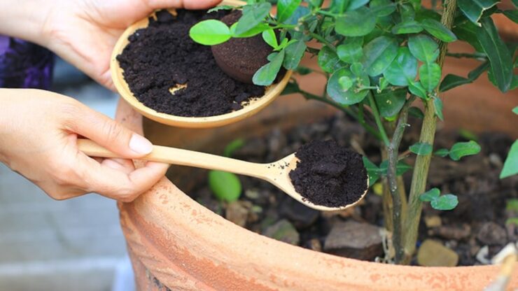 limoni fertilizzante